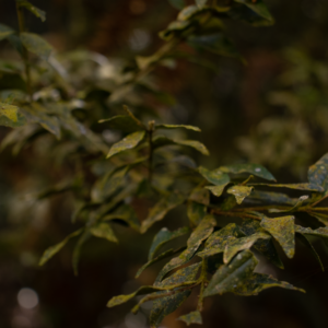 Natureza